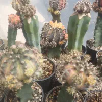 گل و گیاه طبیعی