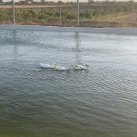 فروش-باغ-ویلایی-انگور-پرلت-امریکایی