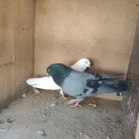 نر پاکستانی ماده کلدار|پرنده|قم, شاد قلی|دیوار