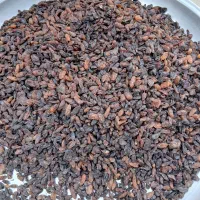 عسکری آفتاب خشک