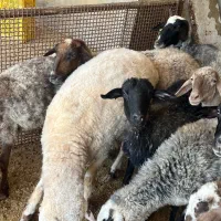 فروش ۲۰ راس گوسفند رومانف آبستن و یک نر ایلدوفرانس