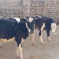 گوساله|حیوانات مزرعه|چگنی, |دیوار