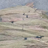 جارو فراشه ای سنتی