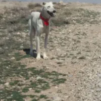 واگذاری تازی و سگ گله