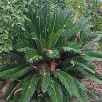 سیکاس|گل و گیاه طبیعی|زرگرشهر, |دیوار