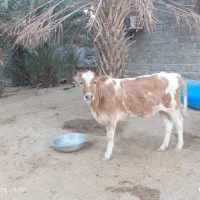 حیوانات|حیوانات مزرعه|میناب, |دیوار