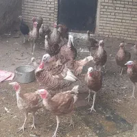 بوقلمون
