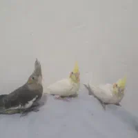 شیطون و دستی و سرحال عروس نرمه خور