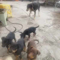 توله دوبرمن