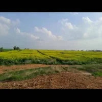 اجاره ۵۰ هکتار در دشت العباس|اجارهٔ دفتر صنعتی، کشاورزی، تجاری|اهواز, آریاشهر|دیوار