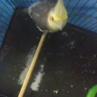 عروس هلندی سرحال و مست نر