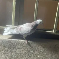 نر شازده هما پیس غریبگیری