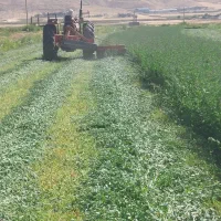 یونجه درجه یک|حیوانات مزرعه|دورود, |دیوار