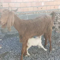 بز بزغاله دار و توقلی ماده|حیوانات مزرعه|سیمین شهر, |دیوار