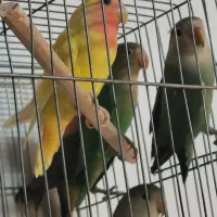 تعدادی کوتوله خاص