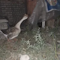 قوغاز ماده اصل و جوجه اردک اسراییلی و خرگوش