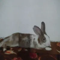 خرگوش خونگی