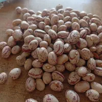لوبیا چیتی زنجان