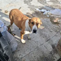 سگ گم شده|حیوانات|زنجان, |دیوار