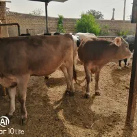 گوساله|حیوانات مزرعه|تربت‌حیدریه, پائین ولایت|دیوار