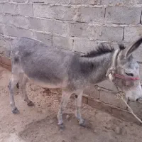 الاغ نر جوان