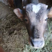 گوساله ۸ ماهه نر