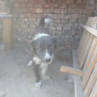 سگ نگهبان وفادار قدرجونی