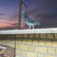 پلاکی|پرنده|مرودشت, نقش رستم|دیوار