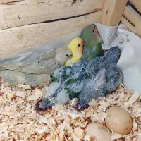 جوجه گرین چیک و برزیلی|پرنده|اهواز, کوی سعدی|دیوار