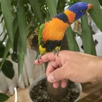 گرینچیک، لوری ، لوتینو