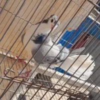 کفتر دمگیر ماده کاکلی|پرنده|اصفهان, شهرک کاوه|دیوار