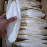 کف دریا