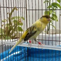 قناری نر ابلغ کشیده قرص رخ تو رخ بخون بشرط|پرنده|گلستان (تهران), |دیوار