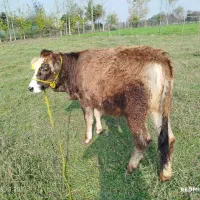 دو راس لیشه جنس زیبا