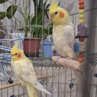 یک جفت عروس هلندی