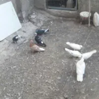تعدای کفتر