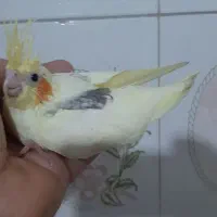 جوجه عروس دوکت لوتینو