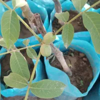 نهال گردو دیرگل تضمین مقاومت به سرما و باردهی بالا
