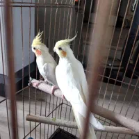 یک جفت عروس هلندی صدرصد مولد