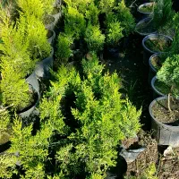 کاج لاوسون نایلکسی