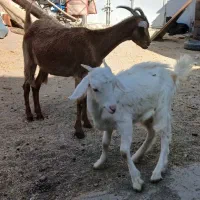 چبیش شکم اول با کهره ماده