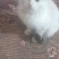 گم شده بچه گربه بازیگوش سالم دستی