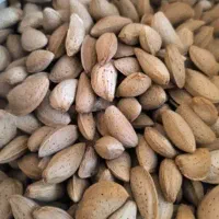 خرید و فروش انواع بادام ب صورت نقدی