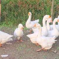 جوجه قوغاز اصیل