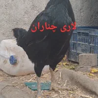 تخم مرغ نطفه دار اصل لاری اوشامو افغان|حیوانات مزرعه|چناران, |دیوار