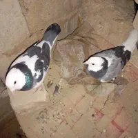 کبوتر|پرنده|زهک, |دیوار