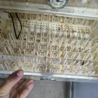 دستگاه جوجه کشی گرین کاکس|لوازم جانبی حیوانات|شاهرود, |دیوار