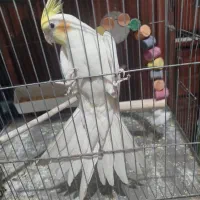 عروس لوتینو