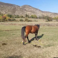 ۲راس اسب|اسب و تجهیزات اسب‌سواری|کجور, |دیوار