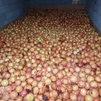 انار تفت( پوست سفید دانه قرمز)